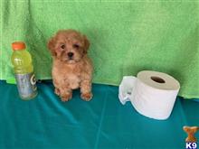 goldendoodles puppy posted by NEW PUPPIES